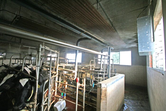 Система тумана в коровнике