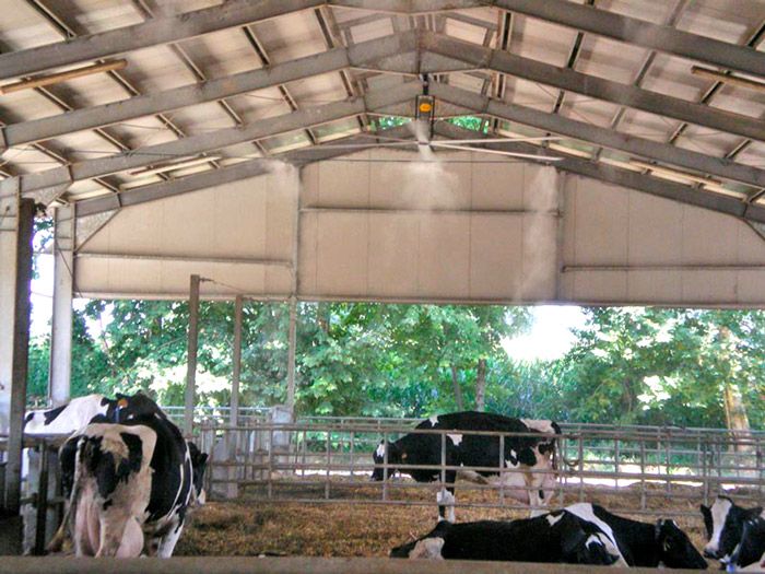 Искусственный туман в коровнике