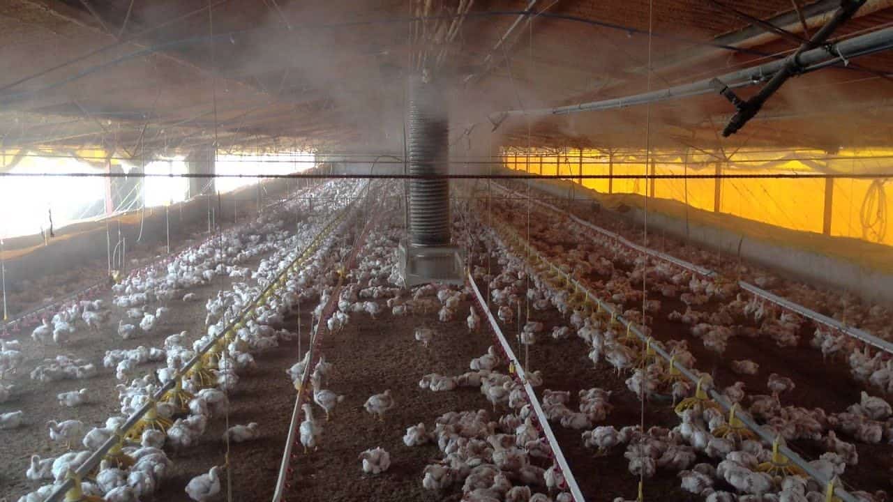 Системы туманообразования на птицефабриках