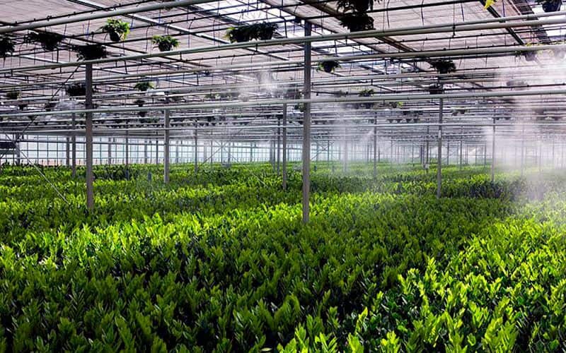 Искусственный туман на тепличных комбинатах