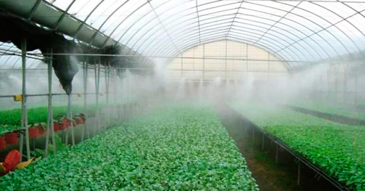 Искусственный туман в оранжереи