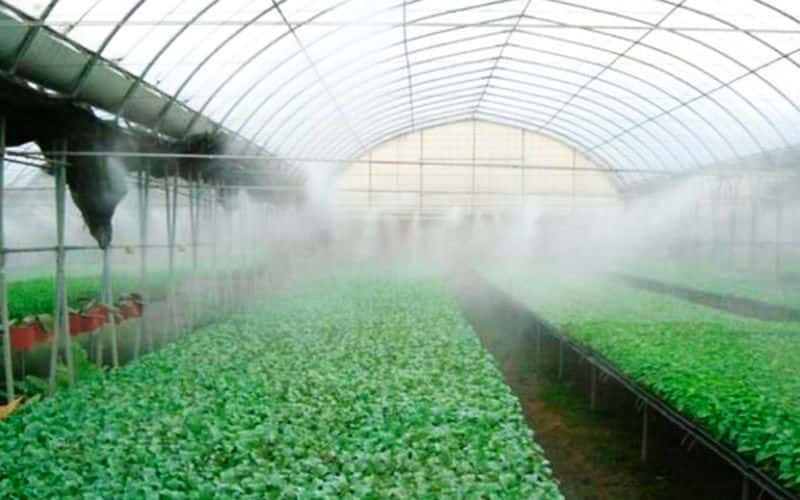 Система туманообразования в теплице