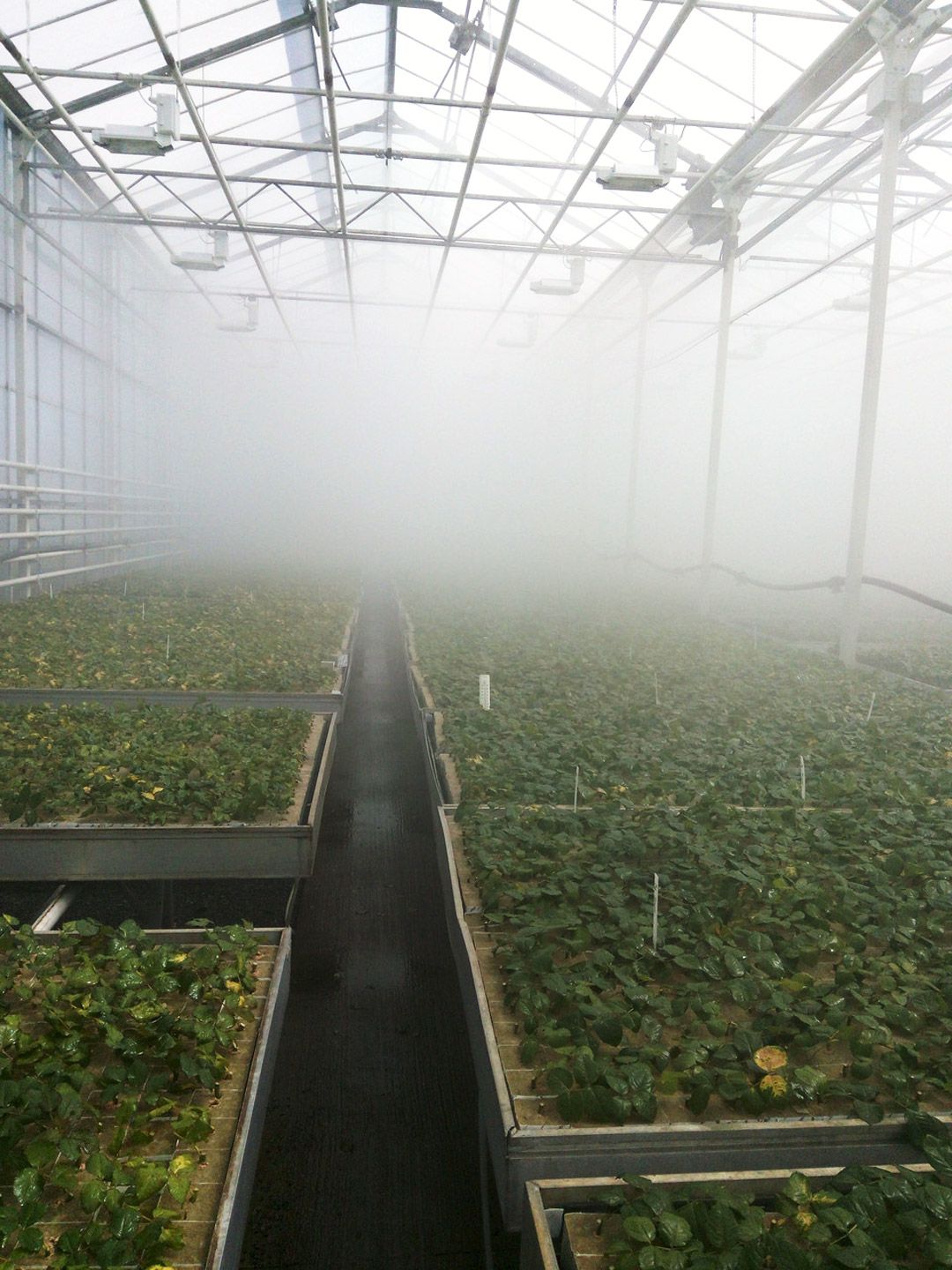 Система туманообразования в теплице